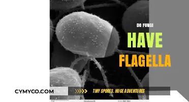 Exploring the Microscopic World: Do Fungi Have Flagella?