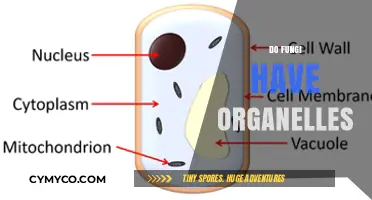 Exploring the Intricate World of Fungi: Do They Have Organelles?