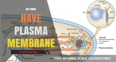 Exploring the Cellular Boundaries of Fungi: Do They Have Plasma Membranes?