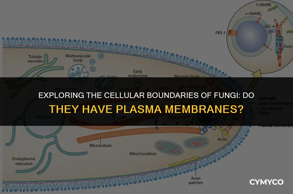 do fungi have plasma membrane