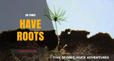 Exploring the Hidden Network: Do Fungi Really Have Roots?