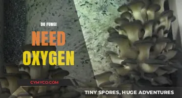 Exploring the Oxygen Requirements of Fungi: A Comprehensive Guide