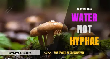 Exploring the Hydration Needs of Fungi: Beyond Hyphae