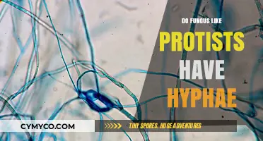 Exploring the Hyphal Structures in Fungi and Protists: A Comparative Analysis