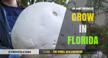 Florida's Enigmatic Fungi: The Truth About Giant Puffballs
