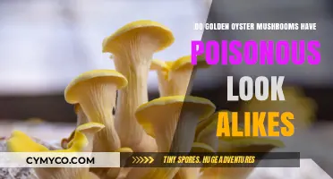 Identifying Safe Golden Oyster Mushrooms: A Guide to Avoiding Poisonous Look-Alikes