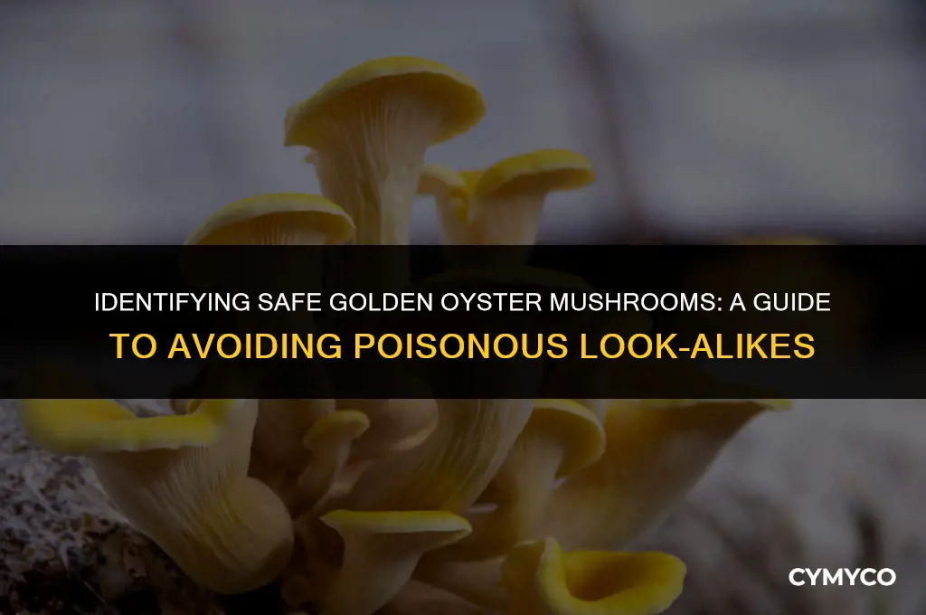 do golden oyster mushrooms have poisonous look alikes
