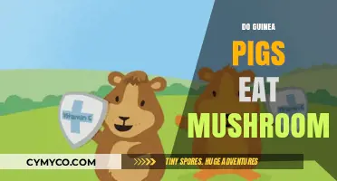 Can Guinea Pigs Safely Eat Mushrooms? A Complete Dietary Guide