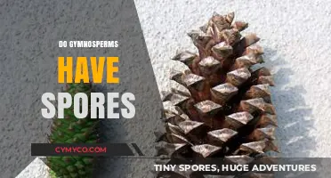Exploring Gymnosperms: The Spore-Producing Enigma of the Plant Kingdom