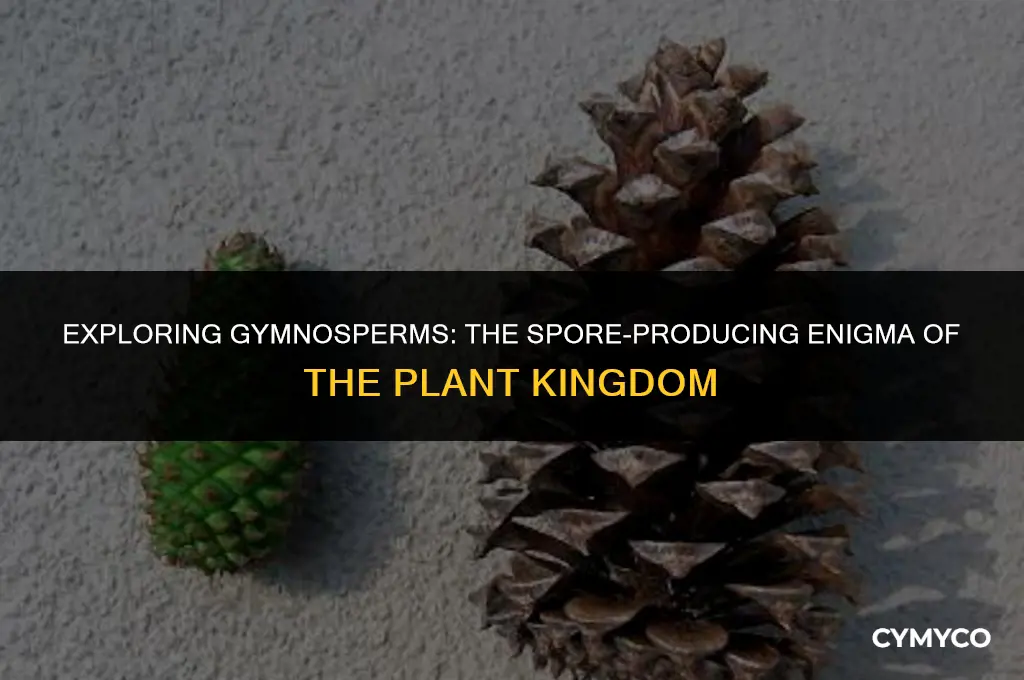 do gymnosperms have spores