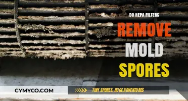 Purifying the Air: Do HEPA Filters Really Remove Mold Spores?