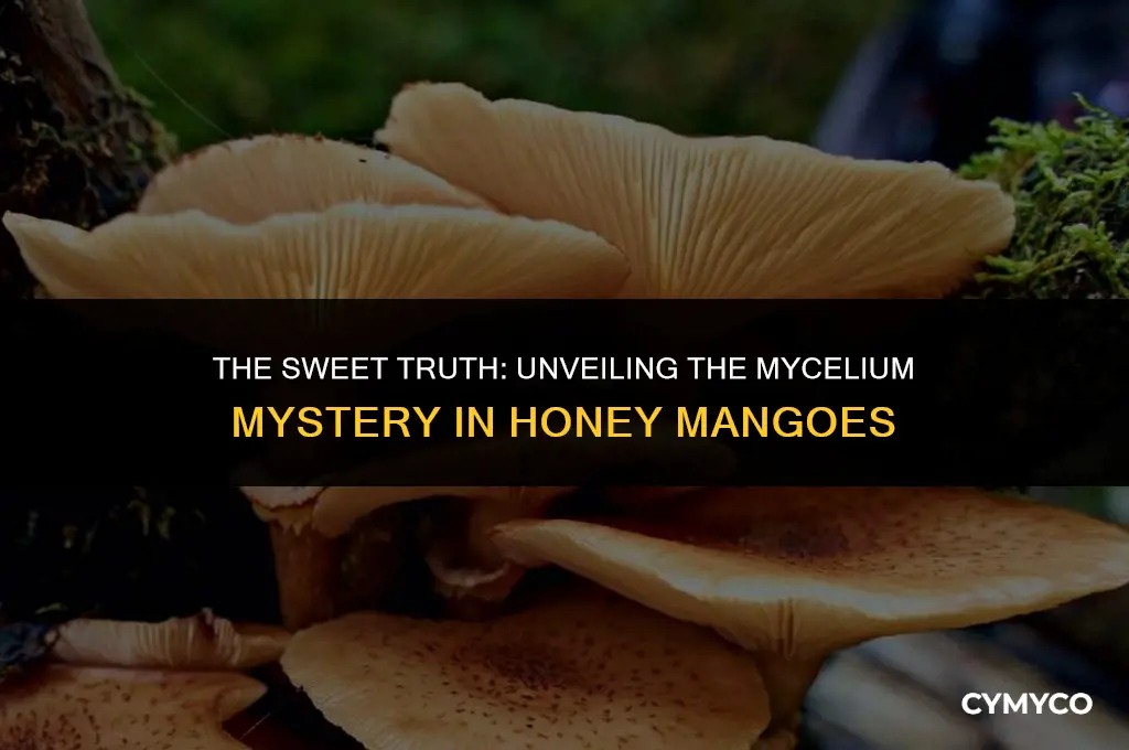 do honey mangoes contain mycelium