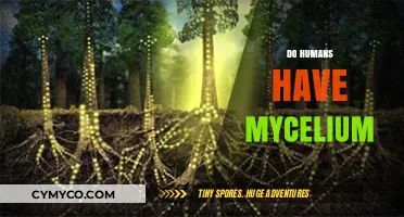 Exploring the Intriguing Connection: Do Humans Have Mycelium?