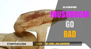 Do Hydroponic Mushrooms Spoil? Shelf Life and Storage Tips