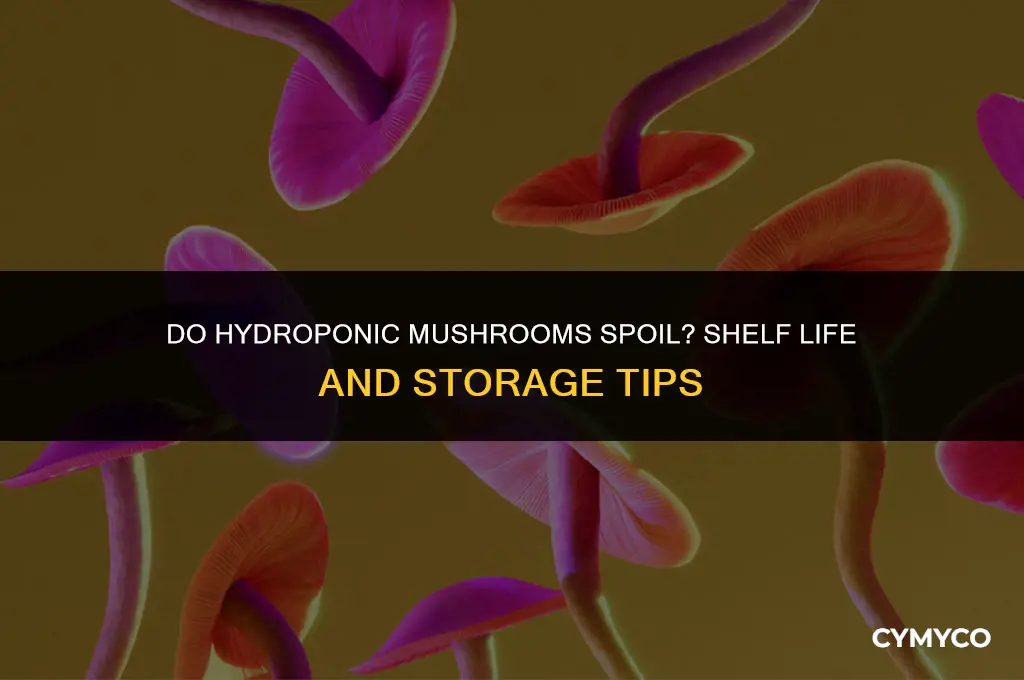 do hydroponic mushrooms go bad