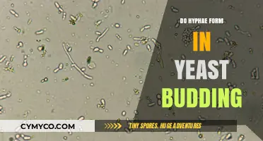 Exploring Yeast Budding: The Role of Hyphae Formation