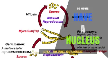 Exploring the Intricacies: Do Hyphae Contain a Nucleus?