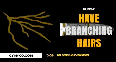 Exploring the Intricate World of Hyphae: Do They Have Branching Hairs?
