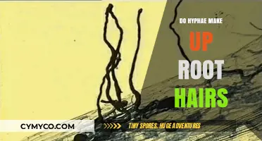 Exploring the Intricate Relationship Between Hyphae and Root Hairs