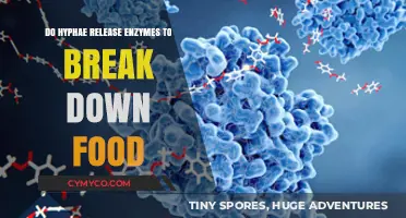 Unlocking Nutrition: How Hyphae Enzymes Revolutionize Food Breakdown