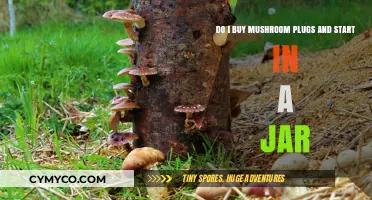 Should You Buy Mushroom Plugs and Start Growing in a Jar?
