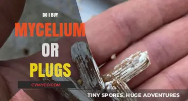 Mycelium vs. Plugs: Which Is Best for Your Mushroom Cultivation?