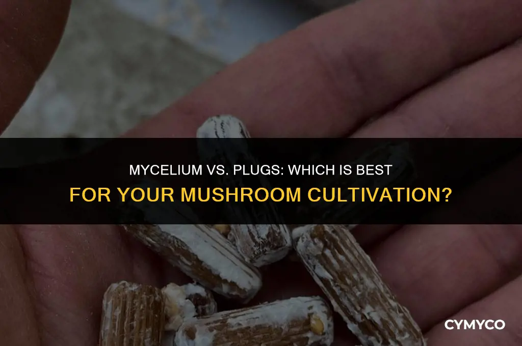 do i buy mycelium or plugs