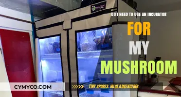 Mushroom Incubation: Essential or Optional for Successful Mushroom Cultivation?