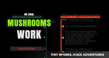 Exploring the Effects of Legal Mushrooms: Do They Really Work?