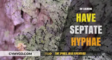 Exploring the Structure: Do Lichens Have Septate Hyphae?
