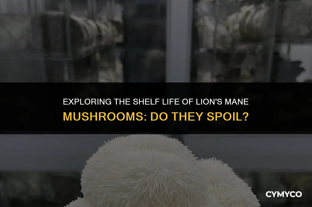 do lion