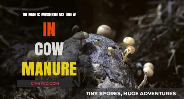 Exploring the Myth: Can Magic Mushrooms Thrive in Cow Manure?