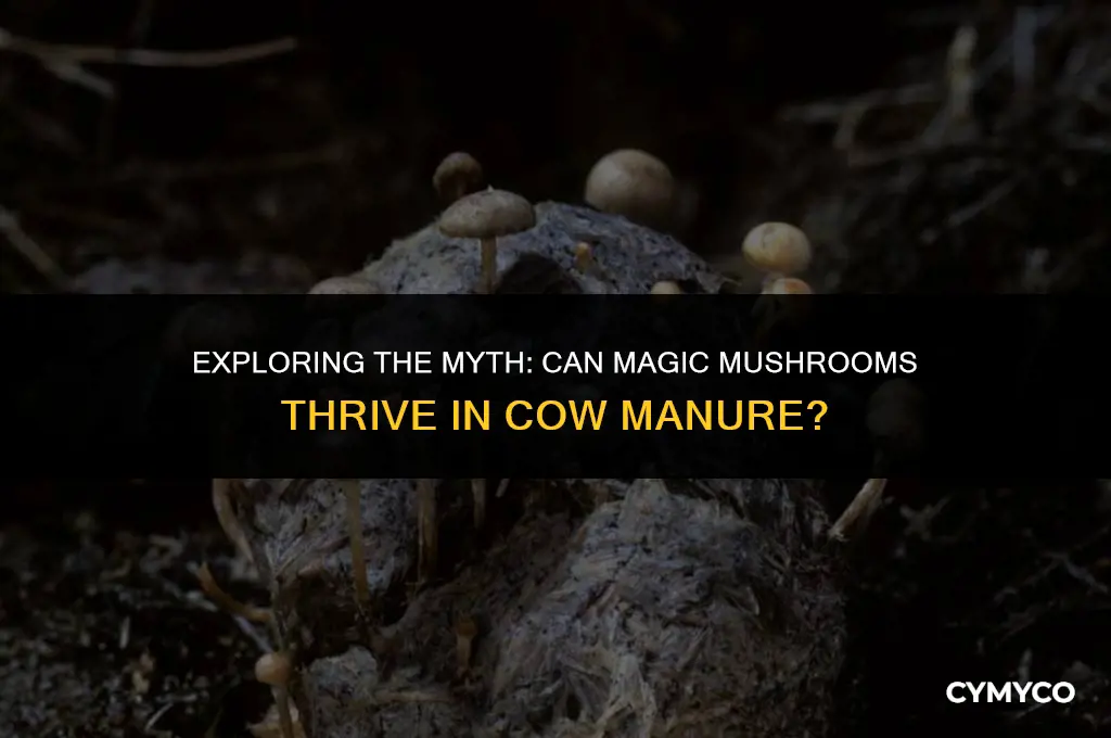 do magic mushrooms grow in cow manure