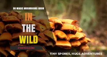 Exploring Nature's Hidden Wonders: Do Magic Mushrooms Grow Wild?