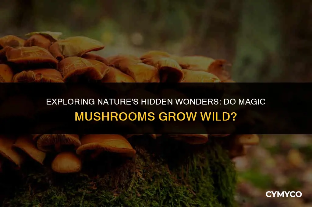 do magic mushrooms grow in the wild