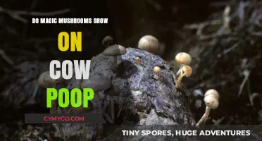 Exploring the Myth: Can Magic Mushrooms Really Grow on Cow Poop?