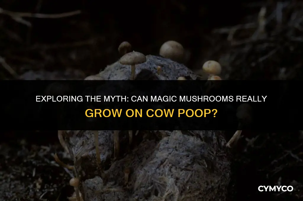 do magic mushrooms grow on cow poop