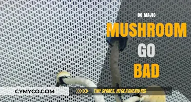 Exploring the Shelf Life of Magic Mushrooms: Facts and Myths