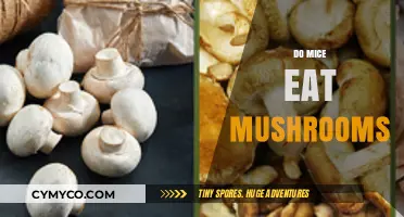 Do Mice Eat Mushrooms? Exploring Rodent Diets and Fungal Foods