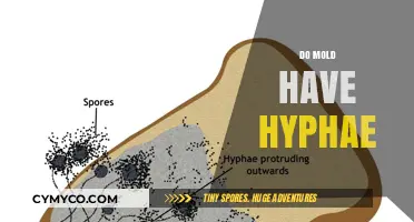 Unveiling the Hidden World: Do Molds Have Hyphae?