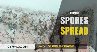 Unveiling the Truth: How Mold Spores Disperse and Thrive