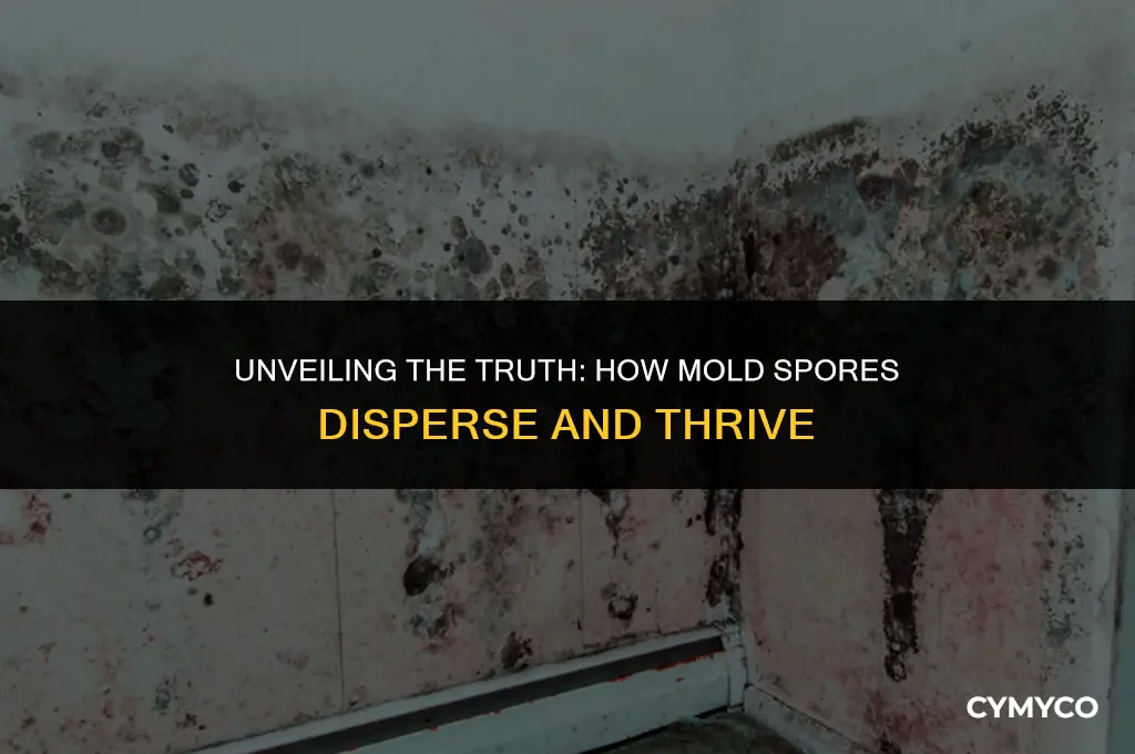 do mold spores spread