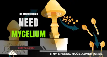 Exploring the Symbiotic Relationship Between Mushrooms and Mycelium
