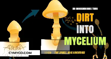 Unlocking Nature's Alchemy: How Mushrooms Transform Dirt into Mycelium