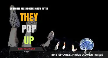 Exploring Morel Mushrooms: Post-Emergence Growth Insights