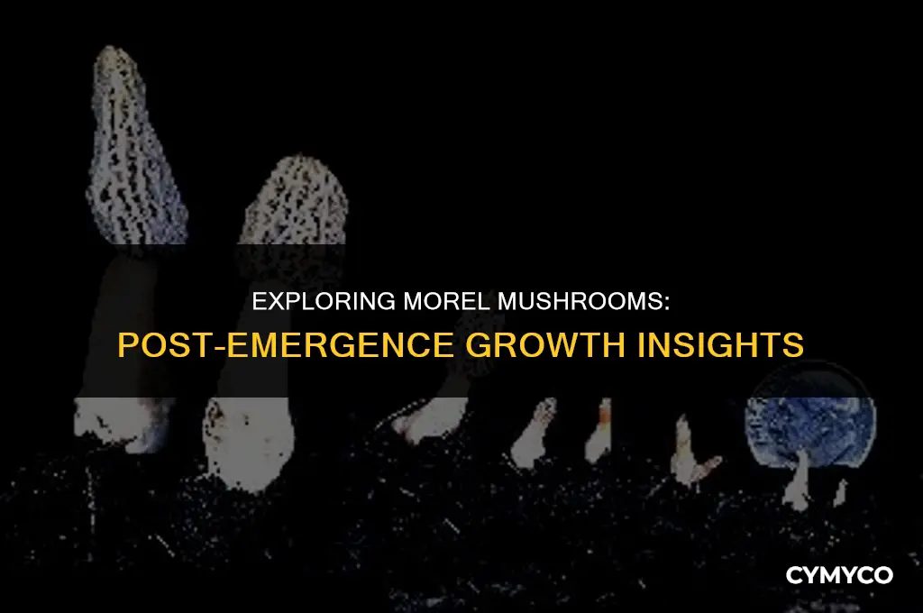 do morel mushrooms grow after they pop up