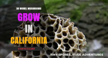 Where to Find Morel Mushrooms in California: A Forager's Guide