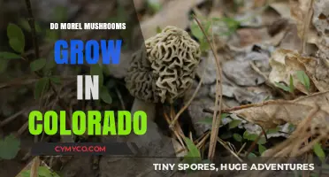 Exploring Colorado's Forests: Do Morel Mushrooms Thrive in the Rocky Mountains?