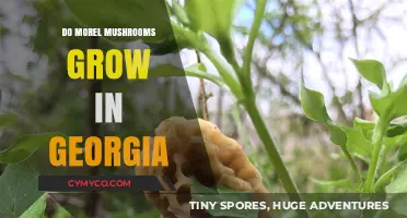 Exploring Morel Mushrooms: A Guide to Their Growth in Georgia
