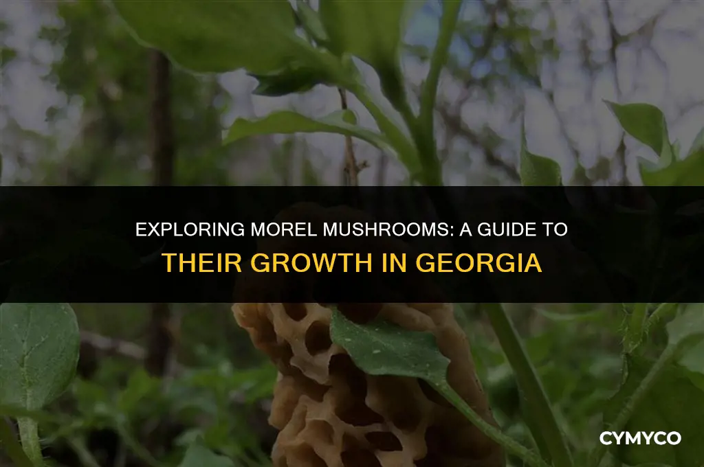 do morel mushrooms grow in georgia